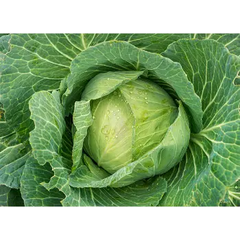 cabbage (11)-7900428-50222.webp
